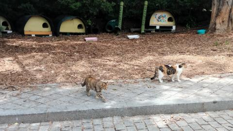 Colonia felina de VillaGato.