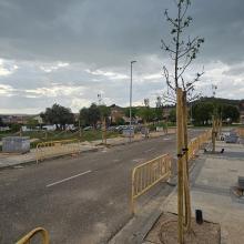 Un millar de nuevos árboles para las calles y parques de Arroyo